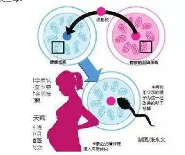 赠卵试管中的xy精子能否被区分出来