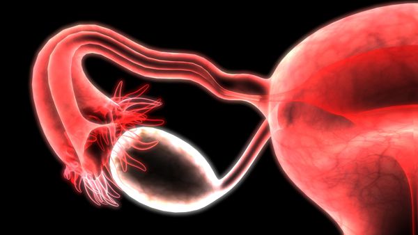 借卵试管婴儿中冷冻胚胎移植的成功率是多少？