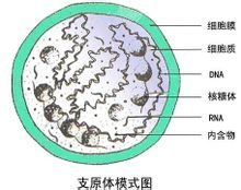 第二代赠卵试管婴儿及其费用