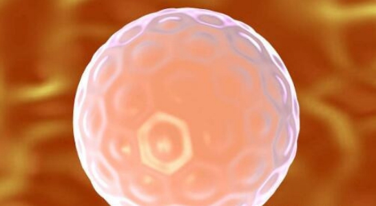 上孕与下孕决定了宝宝的性别？做供卵代怀借卵试管不能吃什么？