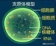 做供卵代生做供卵试管的必要条件是什么？