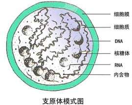 用做供卵代生做供卵试管成功怀孕后如何计算预产期？