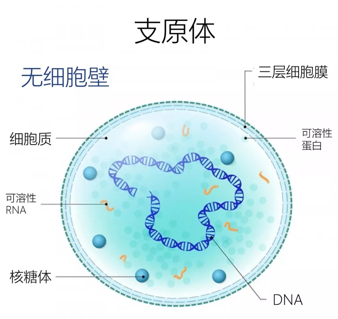 amh0.23借卵做试管仍有希望,三代借卵做试管技术助力圆你生育梦