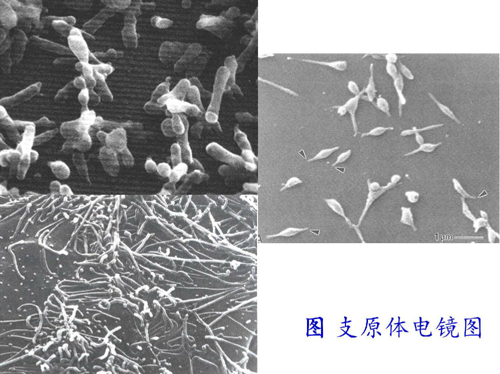 石家庄市借用卵子借卵供卵做试管代怀交流群