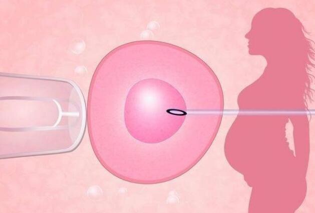 试管婴儿移植胚胎图片