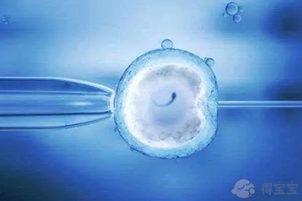 试管胚胎什么样子图片